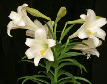 Easter lilies as well as many other lilies are toxic to dogs, and can kill a cat.