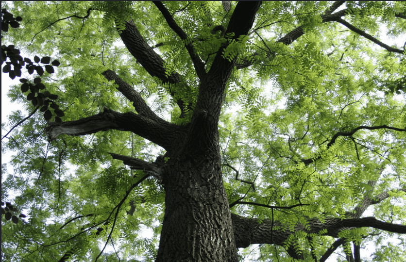 Black Walnut Tree Wood is Toxic to Dogs.