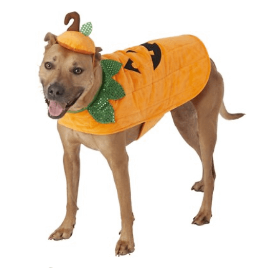 Pumpkin Dog Costume