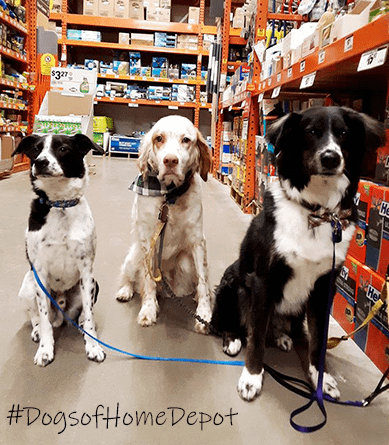 Dogs of Home Depot