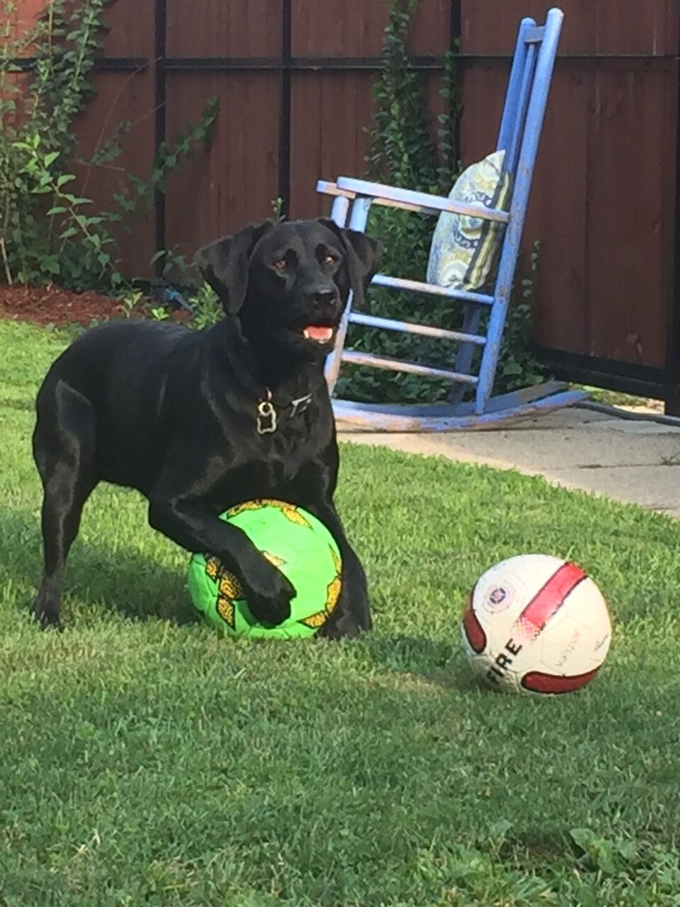 Soccer Balls, One of the Best Balls for Dogs in Action
