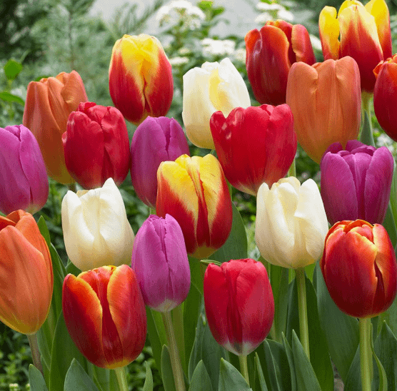 Tulips (and other bulb plants) are toxic to dogs.
